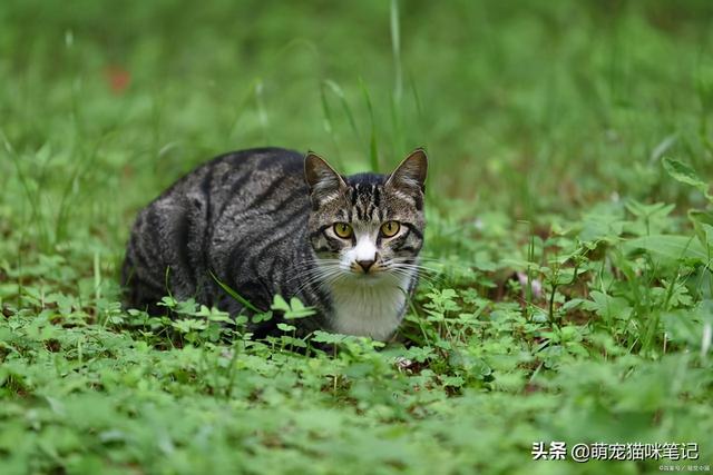 小猫拉稀能自愈吗(一个月小猫拉稀能自愈吗)