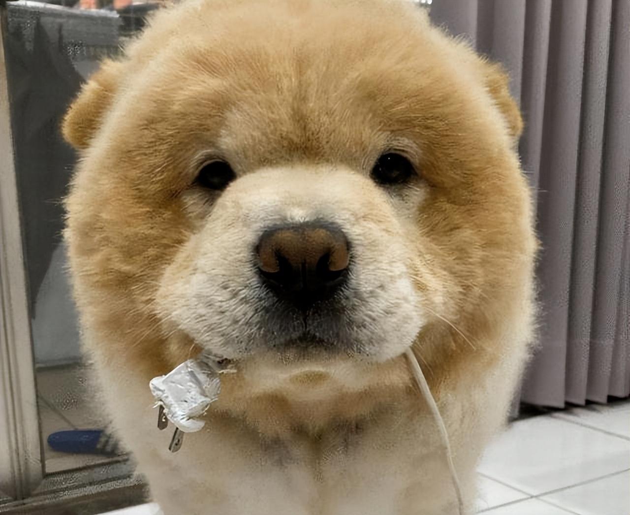 漂亮的狗狗有哪些品种（九大漂亮的狗狗排名）