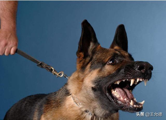 细数德牧6大被禁的原因（德国牧羊犬为什么禁养）