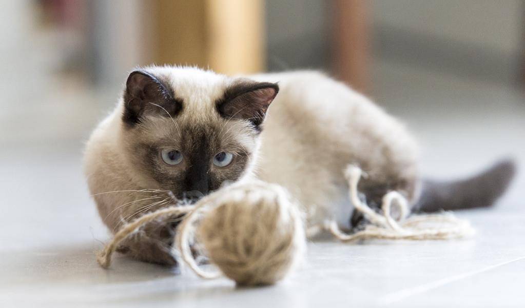 教你挑选纯种暹罗猫的方法（暹罗猫怎么看品相）