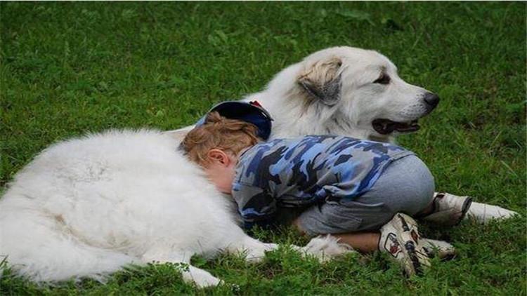 养大白熊犬要注意的事项(大白熊犬怎么养)