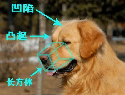 带你了解纯种金毛犬的7大特点（金毛犬怎么看纯不纯）
