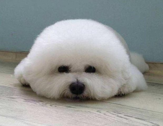 比熊智商高低不稳你都知道那些（盘点比熊智商低的6大表现）