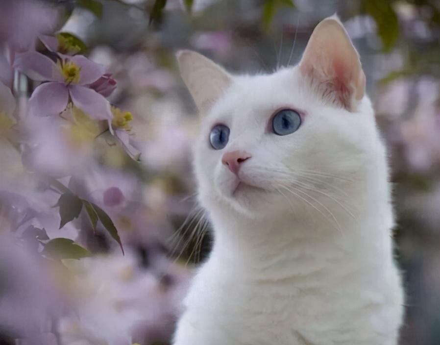 建议新手养的7种猫（最适合家养的猫有哪些）