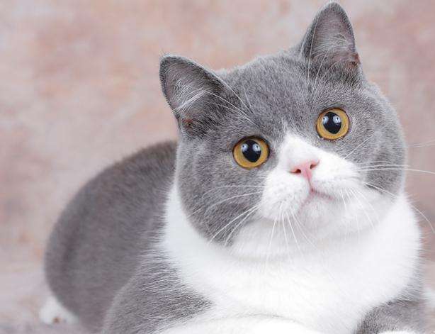 标准的蓝猫眼睛颜色等级(详解:蓝猫都有什么颜色)