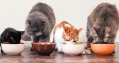 猫咪一直叫是什么原因（猫咪经常喵叫的原因）