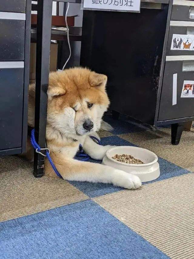 日本名犬秋田犬价格一栏表（秋田犬多少钱一只）