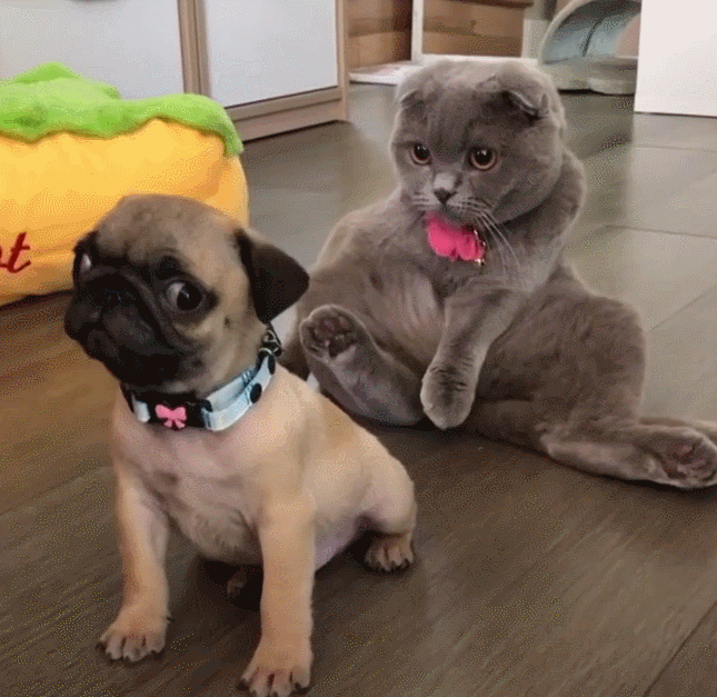 美短串狸花猫千万不能养（ 纯种灰色狸花猫美活泼程度）