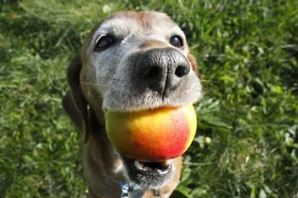 狗吃桃子要去皮吗（附：建议狗狗适量食用吃桃子）