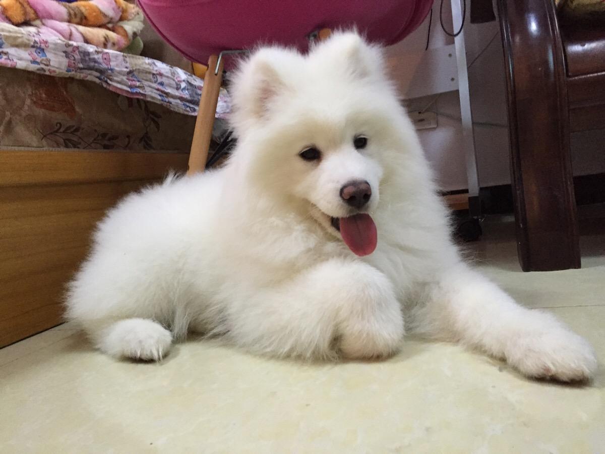 城市允许养的护卫犬介绍（什么狗最护主但不禁养）