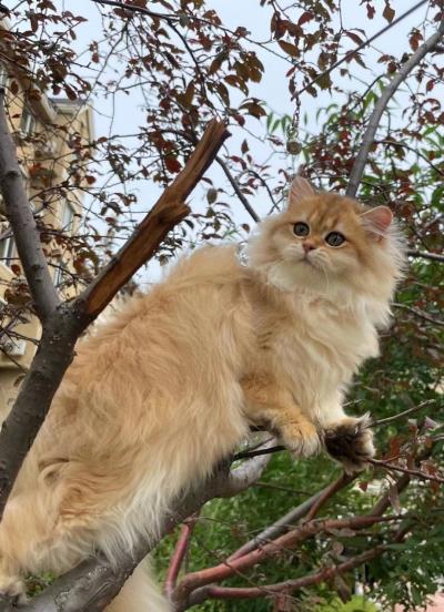 人吃的鱼油猫咪可以吃吗（猫咪可以吃人类的食物吗）