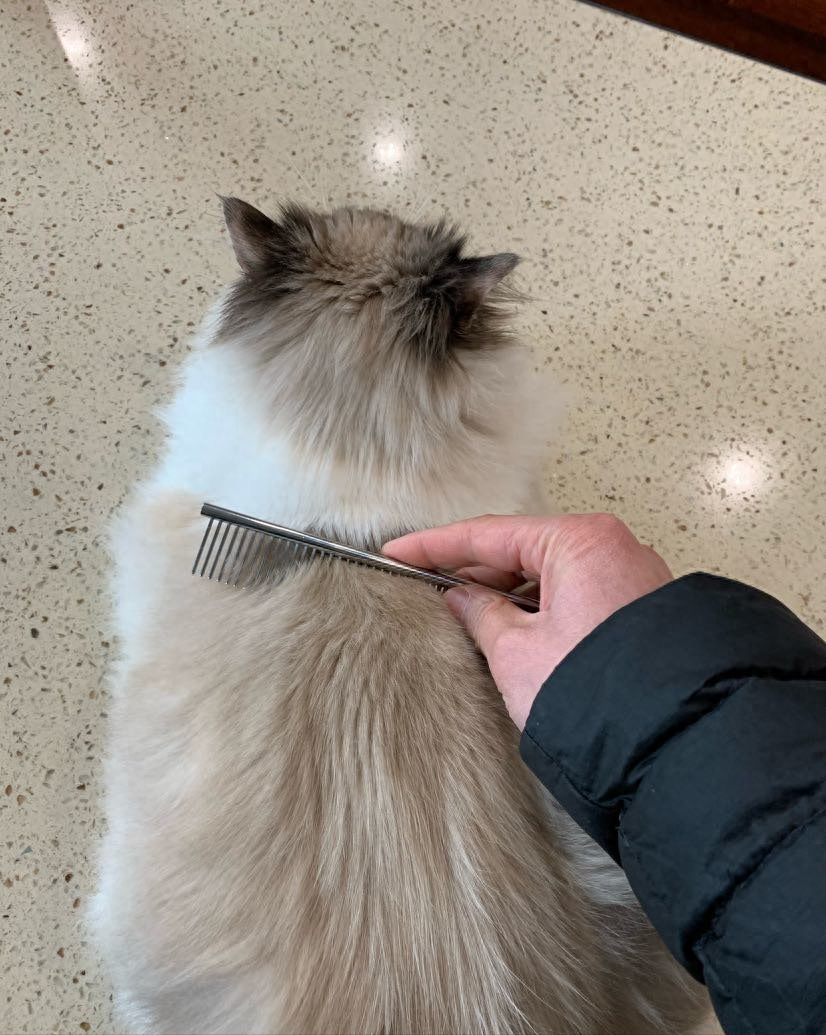 布偶猫（详解：“布偶猫”逐渐退出宠物圈的原因）