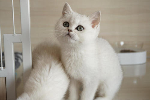 白色中华田园猫 中华田园猫有纯白色的吗