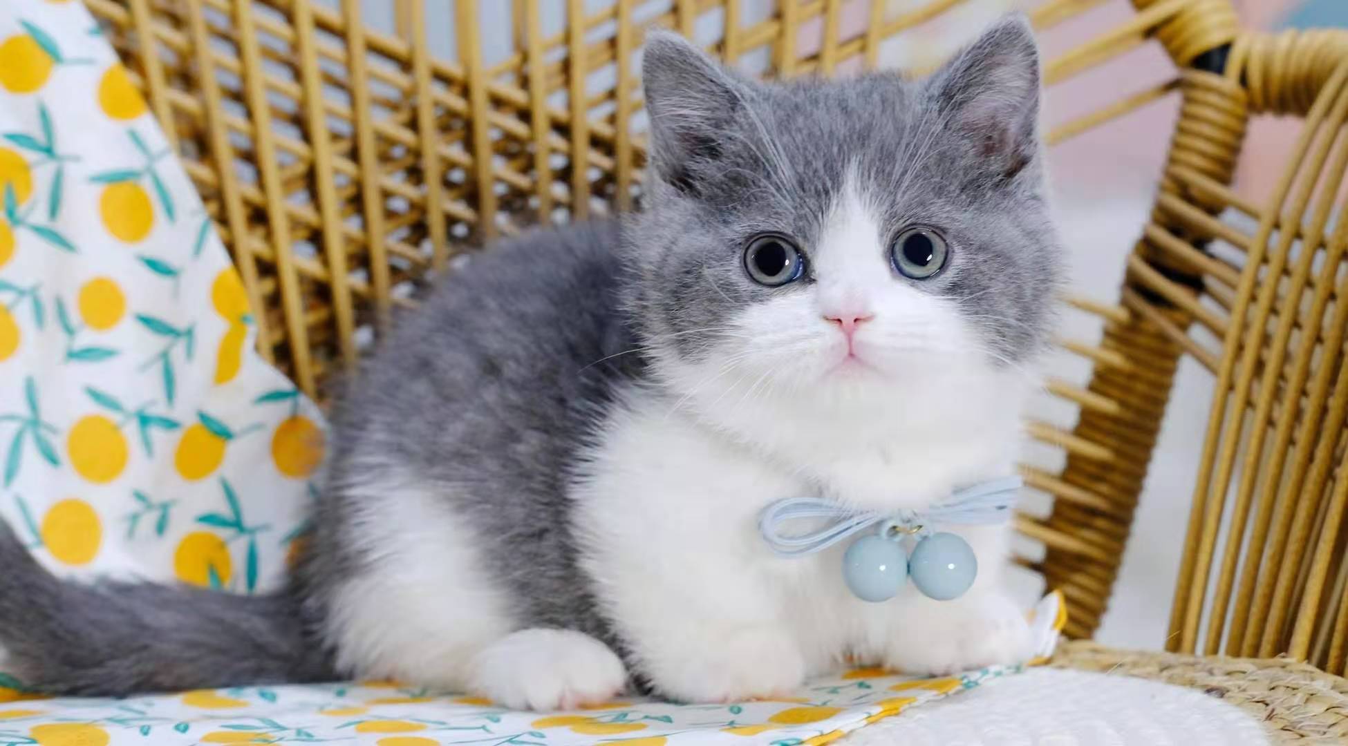 漂亮的曼基康猫好养吗(详解:养曼基康猫的注意事项)