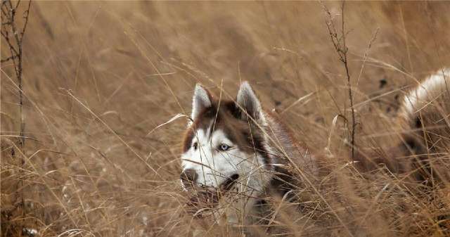 不养灵缇的四大原因（详解：灵缇为什么禁养的原因）