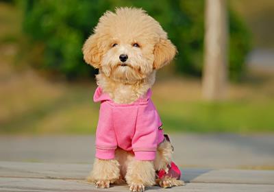 狗狗拉血用什么药最好