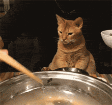 了解猫咪绝不能吃的食物(猫能吃火腿肠吗)