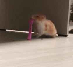 金丝熊怎么养才亲近主人（详解：新手如何获得金丝熊的信任）