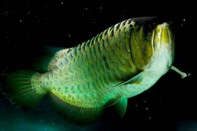 龙鱼不吃食怎么回事（龙鱼可以多少天不进食）