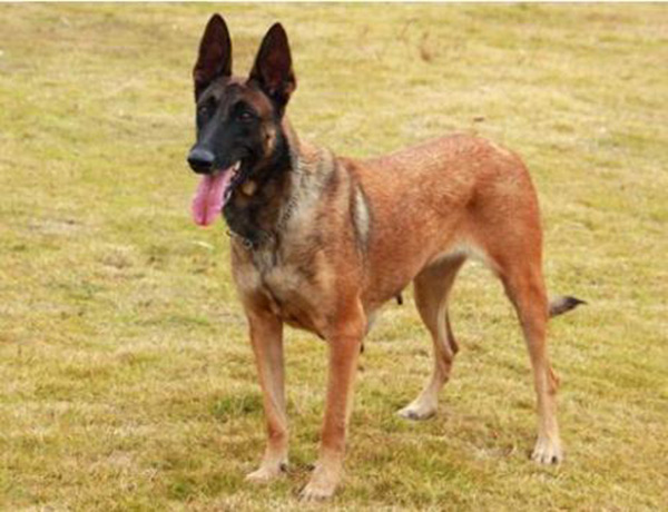 马犬不打疫苗能活的久吗（附：马犬多少钱一针疫苗）