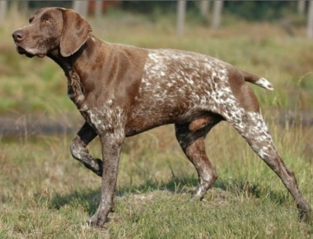 宠物犬排名及图片大全（宠物犬种类大全及名称）