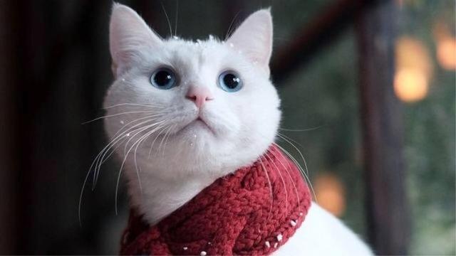 怎么判断猫咪是否发烧(如何分辨猫咪是否发烧)