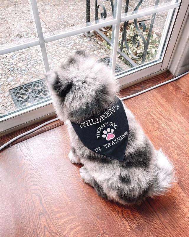 毛色稀有的帅气松狮犬，侧脸看是霸气小狮子，实际上超可爱