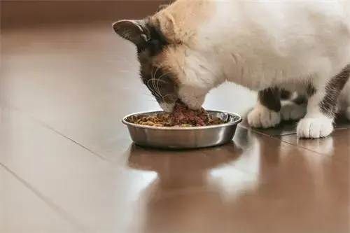了解猫咪绝不能吃的食物(猫能吃火腿肠吗)