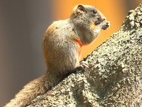 为何四川村民捉松鼠有补贴（赤腹松鼠是林业有害生物之一）