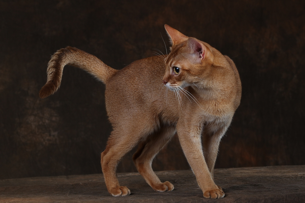 阿比西尼亚猫图鉴（物种百科：阿比西尼亚猫）