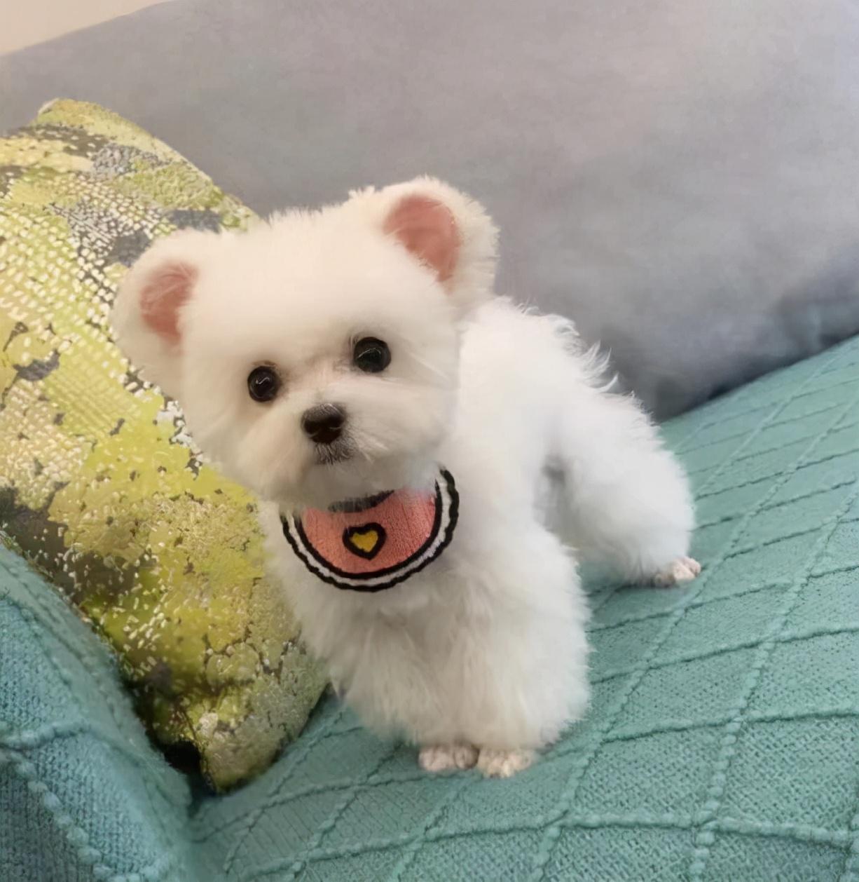 第一次养什么狗比较好（适合新手养的狗狗推荐）