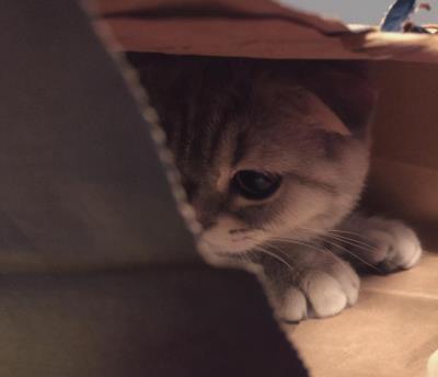 猫生产前的几小时征兆,猫咪临终前的5个征兆