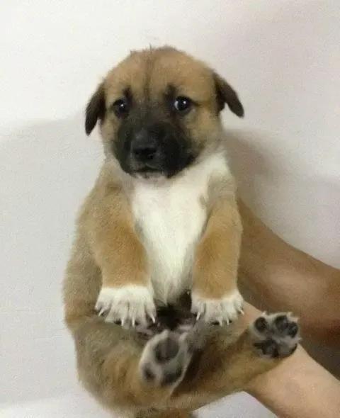 中华田园犬与土狗的区别（附：土狗的智商高嘛）