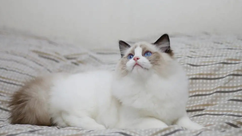 布偶猫有哪几种系列的颜色最贵