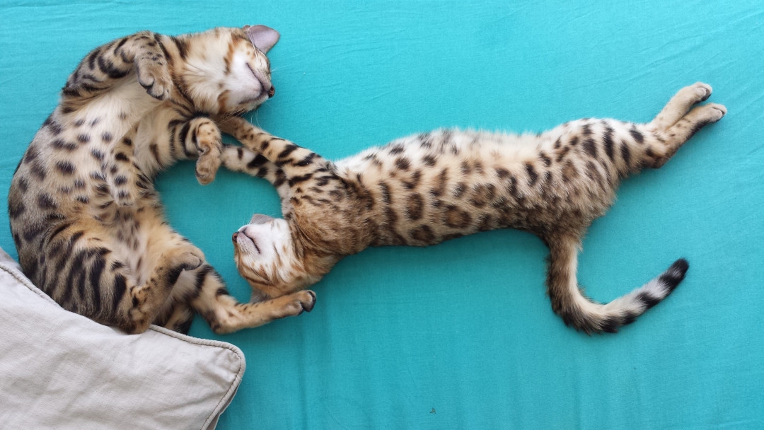 斯芬克斯猫等价格一览表2023（猫奴必备：探秘养猫界的名贵品种）