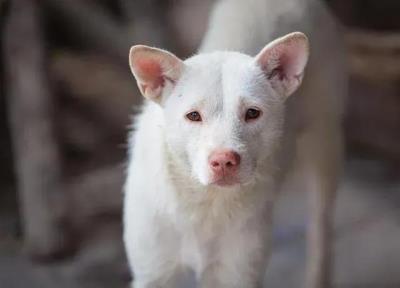 狗狗品种大全及图片真实（最罕见的12个狗品种）