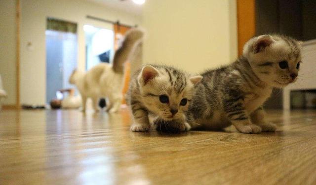 猫难产的处理方法(猫难产的处理方法最有效)