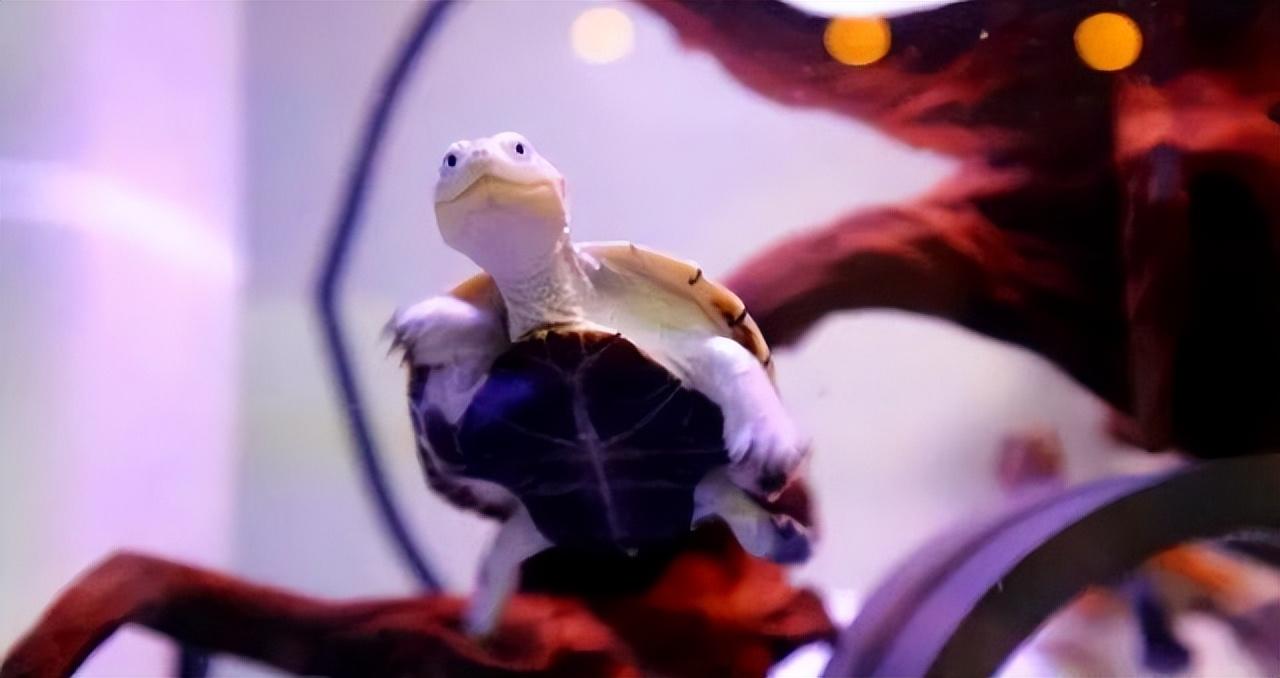 养沼泽侧颈龟好吗(了解沼泽侧颈龟饲养步骤)