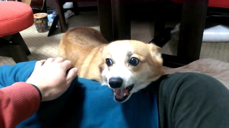 小狗喜欢靠近人的原因（详解：狗狗来报恩的6个预兆）