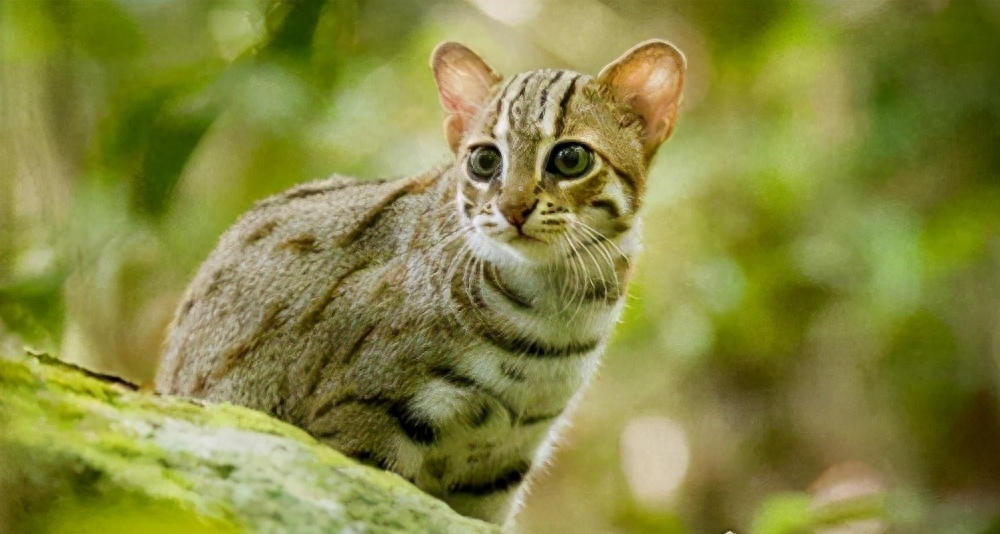 世界十大禁养名猫有哪些（附：不建议养的10种违法猫咪）