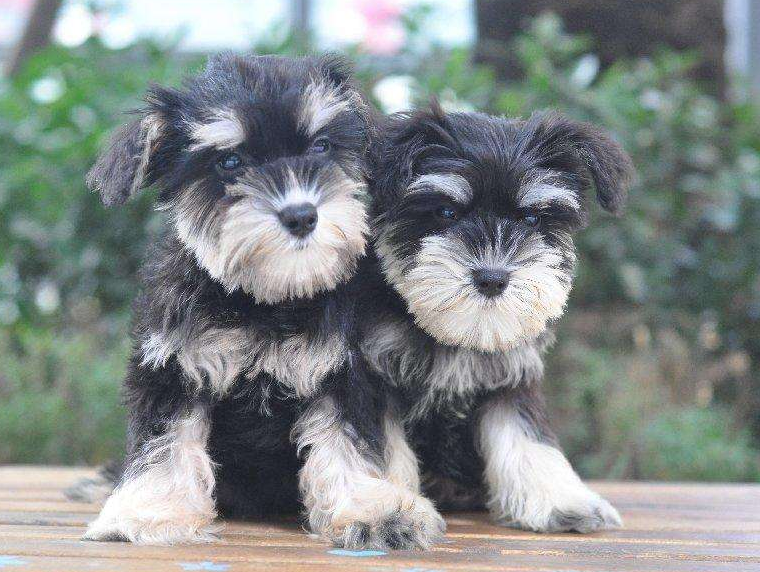 沙皮狗掉毛吗（推荐适合家养且不掉毛的狗狗）