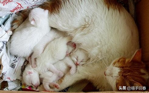 猫咪难产的表现（附：猫咪难产的原因及解决办法）