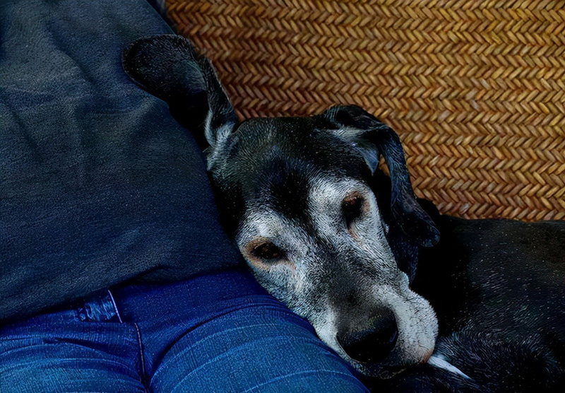 狗狗去世前的10天表现（附：狗狗不行时有哪些异常征兆）