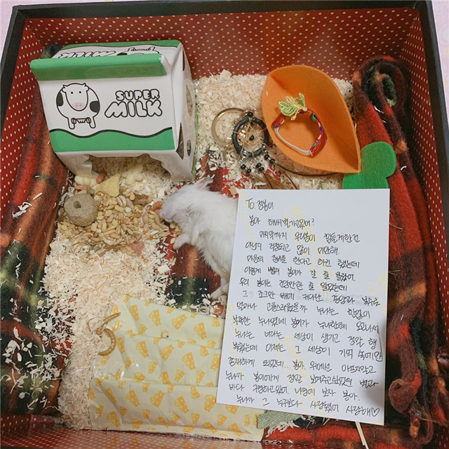 仓鼠离世前与主人的告别（附：仓鼠临死前的征兆）