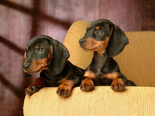 盘点七种体味小爱干净的犬(哪种狗狗不掉毛又好养)