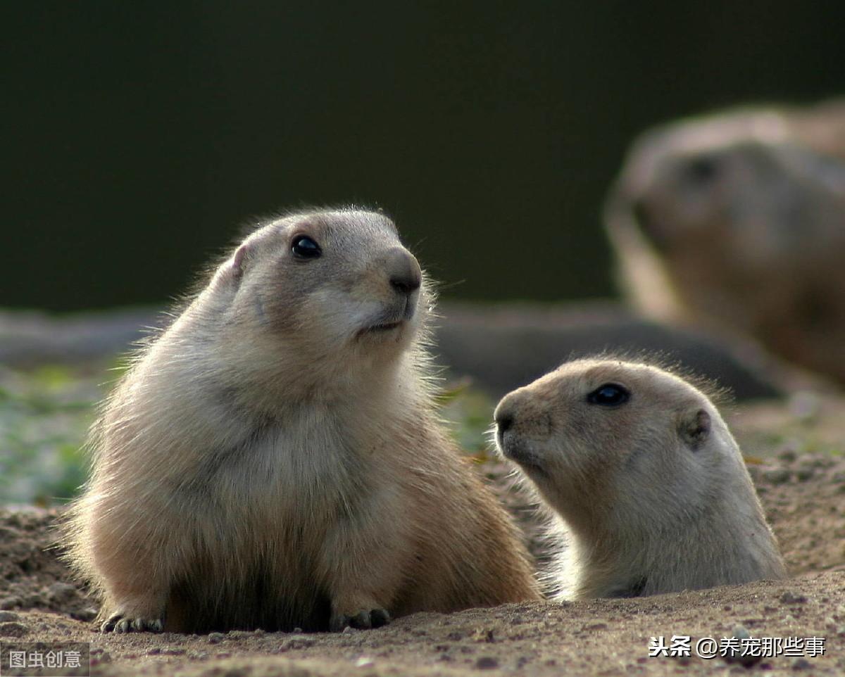 为何专家不给养土拨鼠为宠物（专家指称：“绝对不能养）