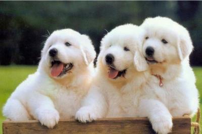 狗狗生产时注意事项（饲养狗狗的五大注意事项）