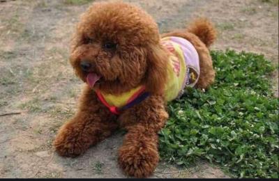 狗狗流鼻涕吃什么药好得快(泰迪狗流鼻涕吃什么药)