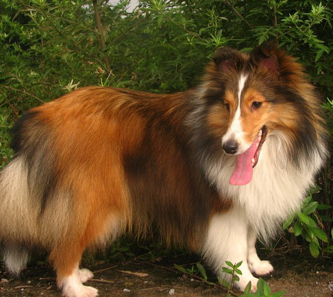 宠物犬排名及图片大全（宠物犬种类大全及名称）