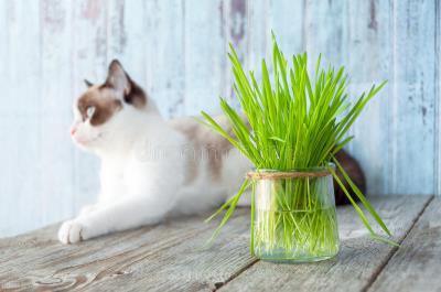 猫打嗝一样一抽一抽的（猫咪会打嗝是怎么回事）